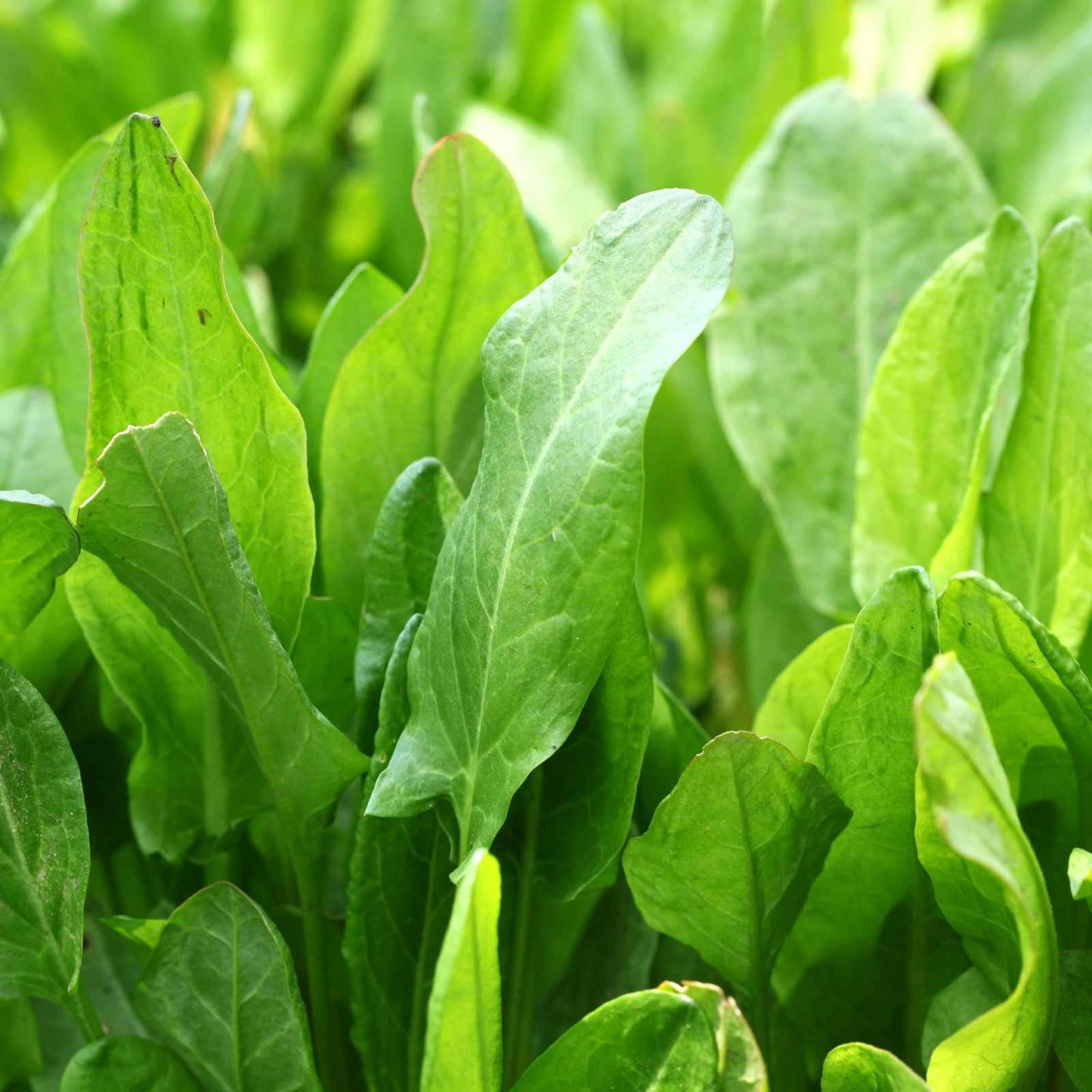 1500 Large Leaf Sorrel Herb Seeds - Seed World