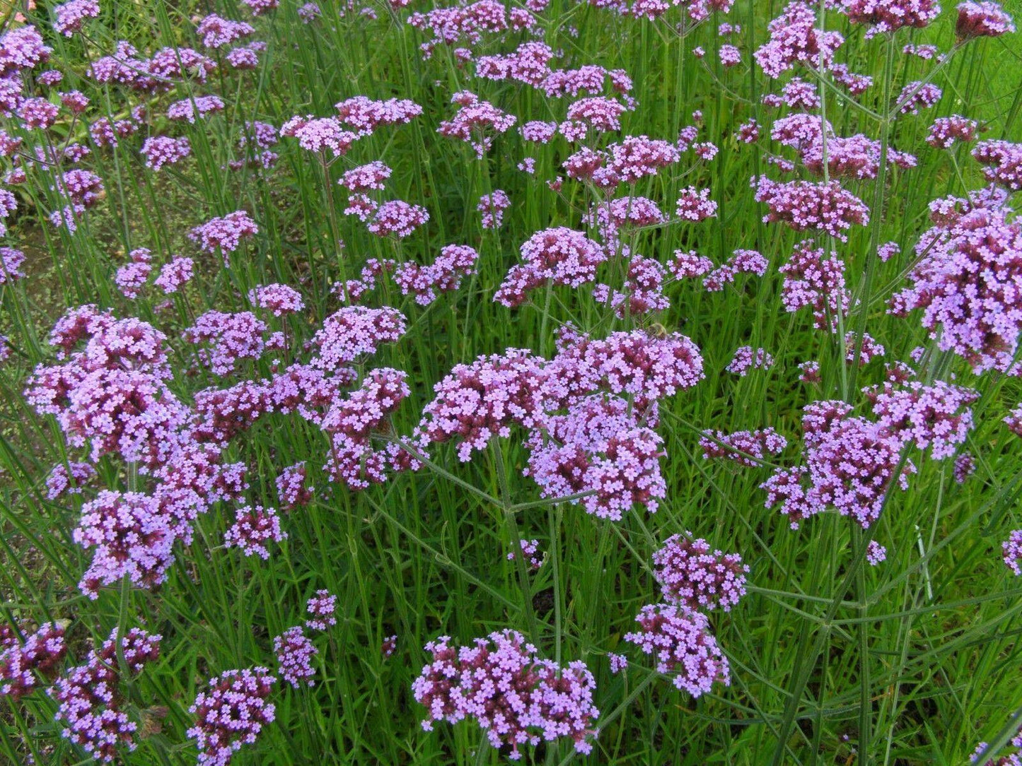 175 Purpletop Vervain - Verbena Seeds - Seed World