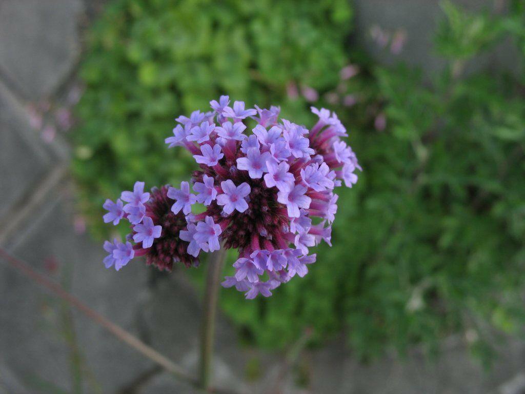 175 Purpletop Vervain - Verbena Seeds - Seed World