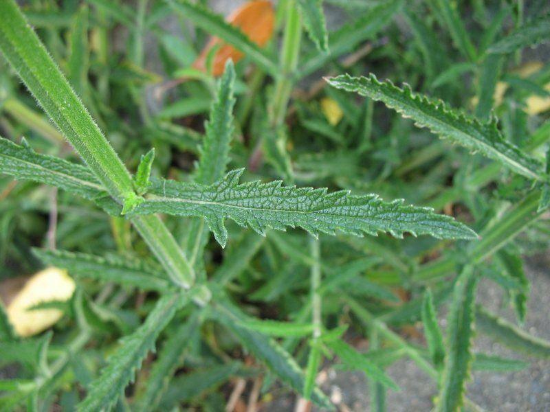 175 Purpletop Vervain - Verbena Seeds - Seed World