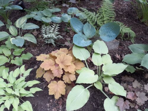 50 Mixed Hosta Seeds