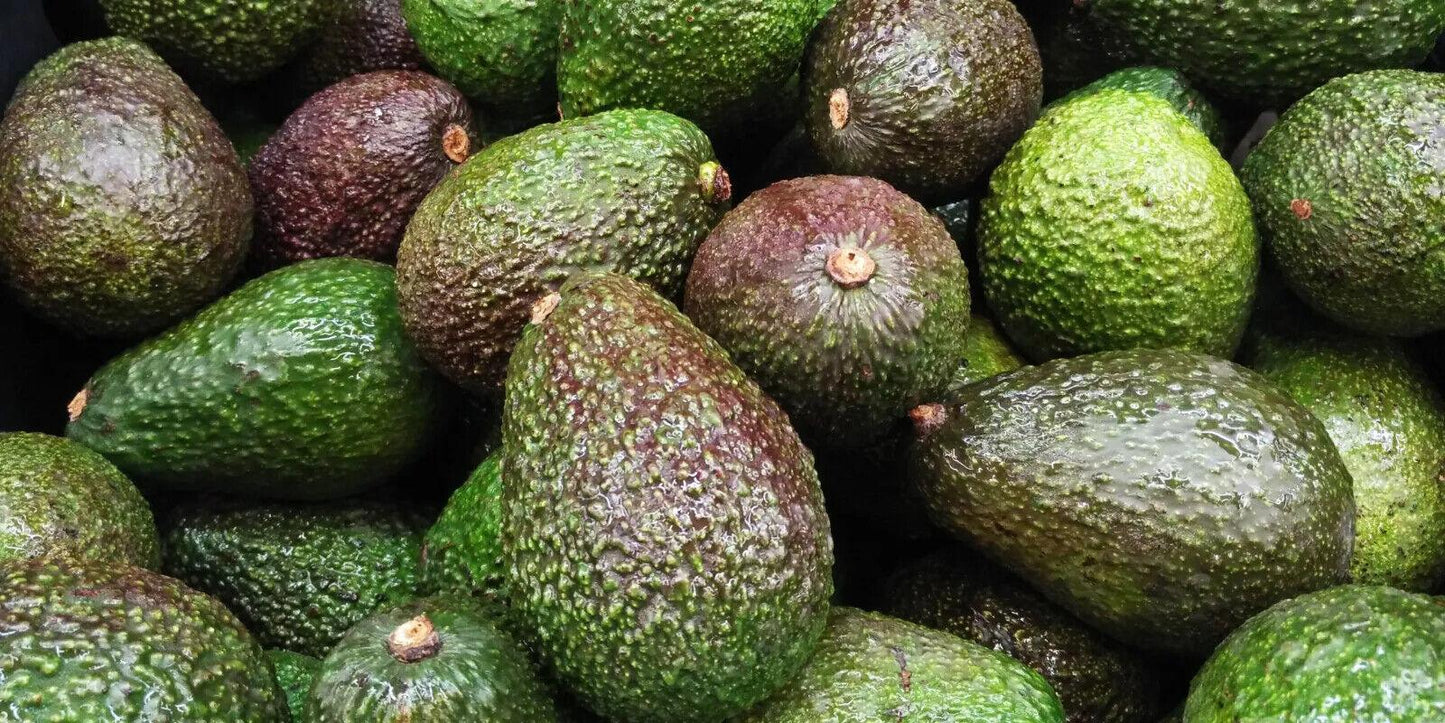 2 Avocado Seed - Seed World