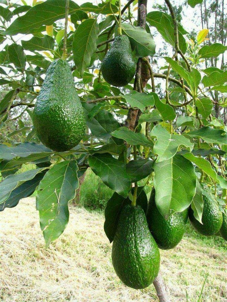 2 Avocado Seed - Seed World