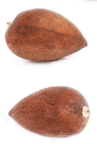 2 Avocado Seed - Seed World