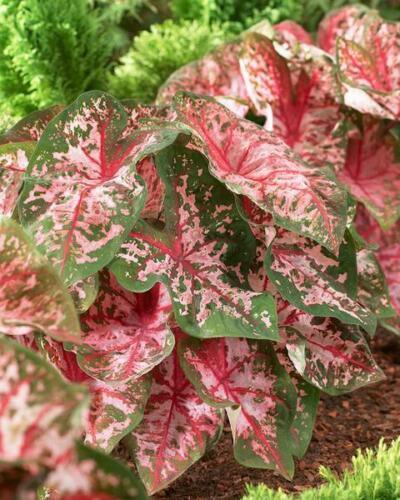 2 Bulbs Caladium Fancy Leaf 'Carolyn Whorton' | Dark Green Leaves Are Splashed - Seed World