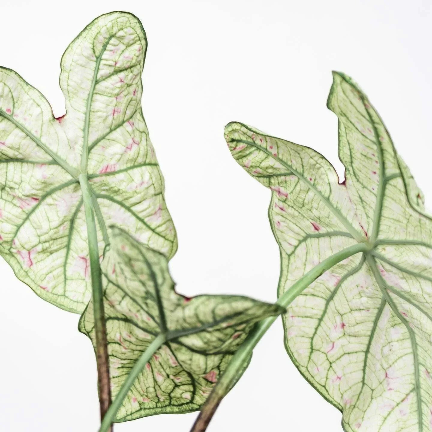 2 Bulbs Caladium Fancy Leaf 'Cranberry Star', Angel Wings, Elephant's Ears - Seed World