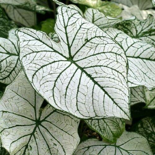 2 Caladium Rare Flower Bulbs - Seed World