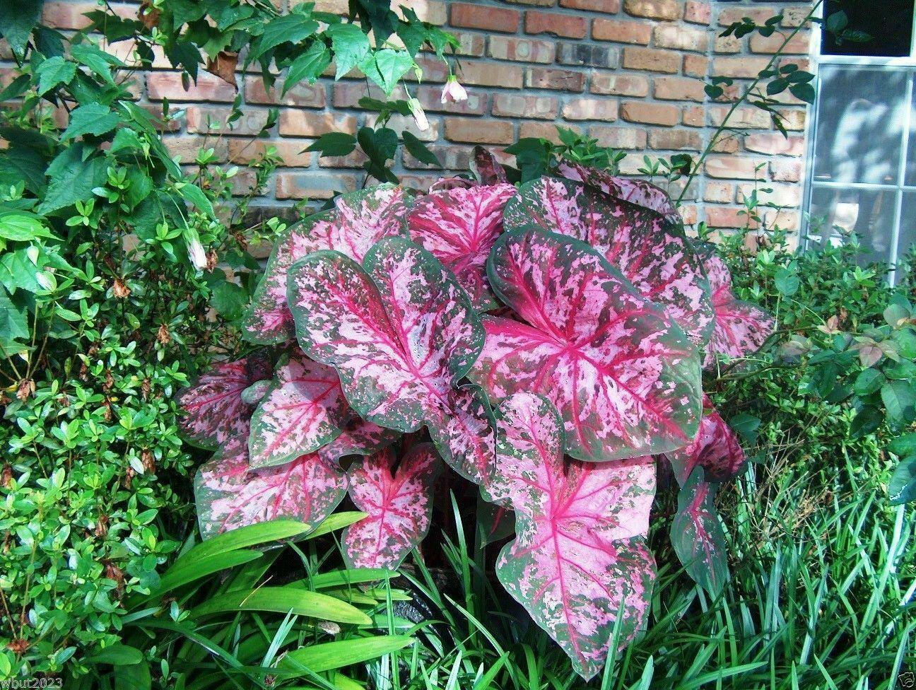 2 Caladium Rare Flower Bulbs - Seed World