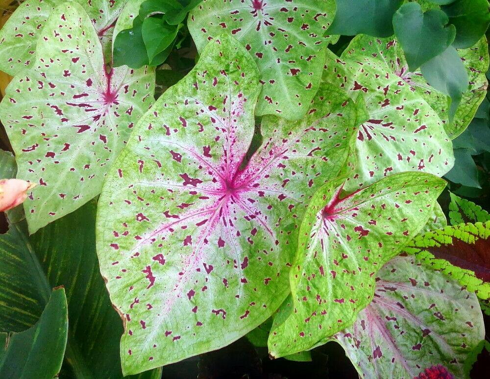 2 Caladium Rare Flower Bulbs - Seed World
