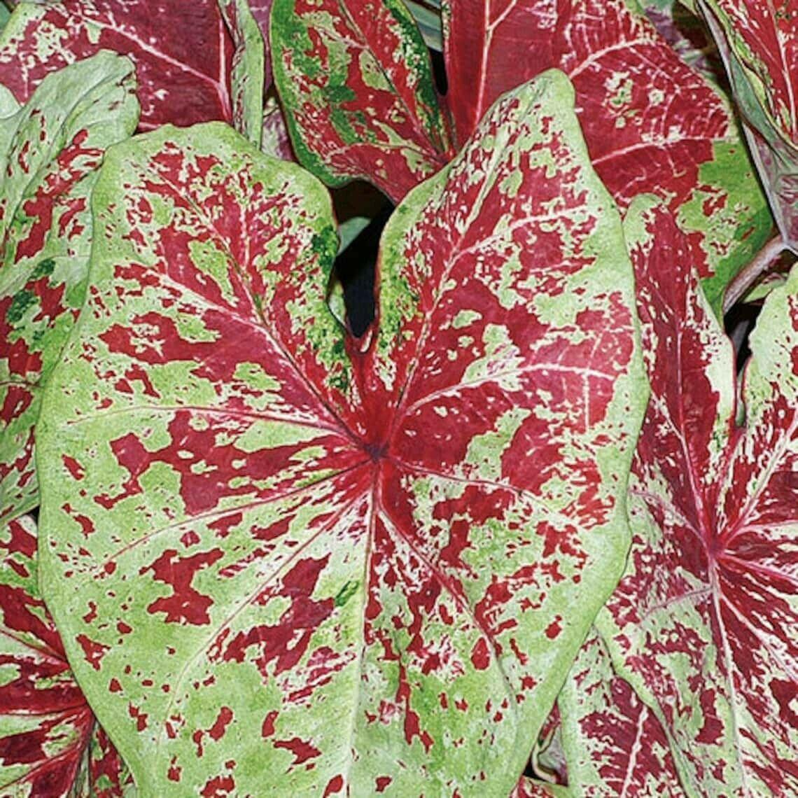 2 Raspberry Moon Caladium Bulbs - Seed World