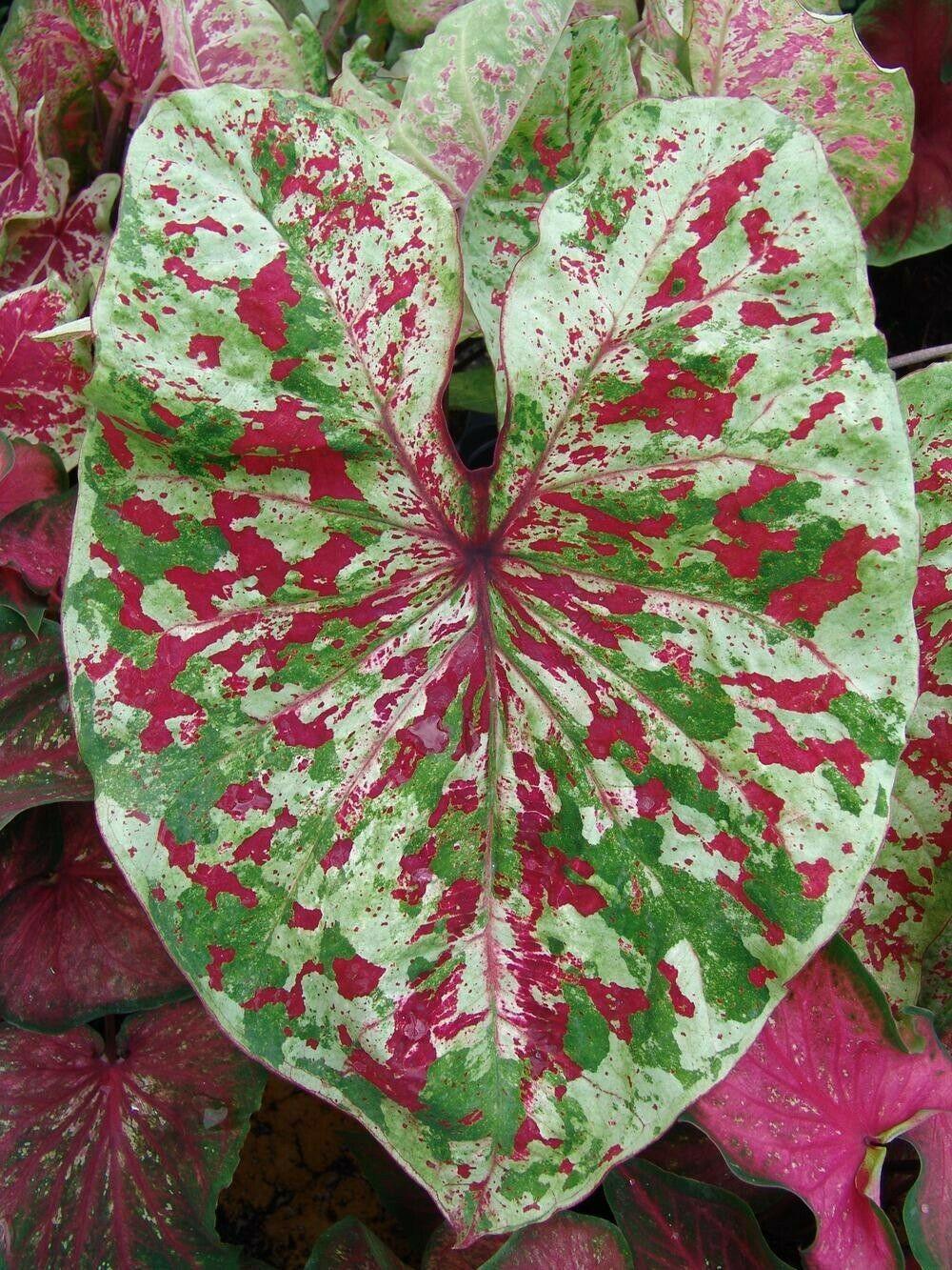 2 Raspberry Moon Caladium Bulbs - Seed World