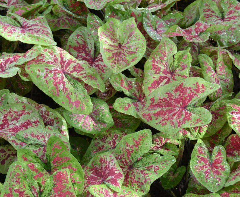 2 Raspberry Moon Caladium Bulbs - Seed World