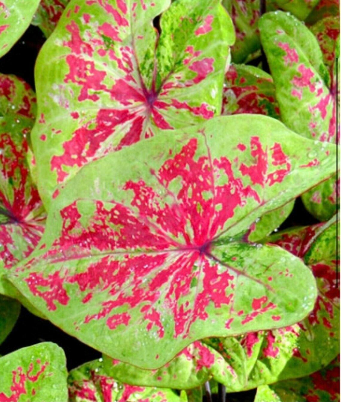 2 Raspberry Moon Caladium Bulbs - Seed World