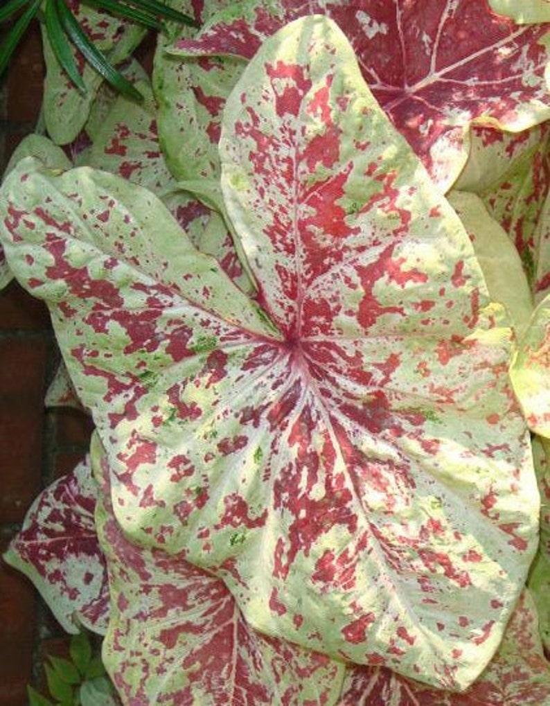 2 Raspberry Moon Caladium Bulbs - Seed World
