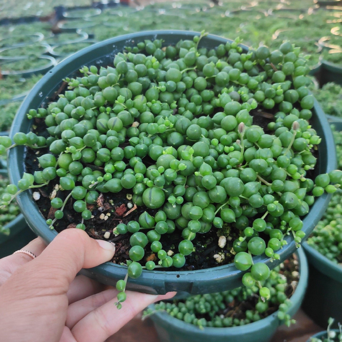 2" String of Pearls Senecio Rowleyanus Succulent Plant - Seed World