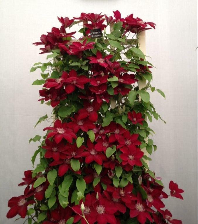 20 - 25 Climbing Clematis vine flower seeds - Seed World