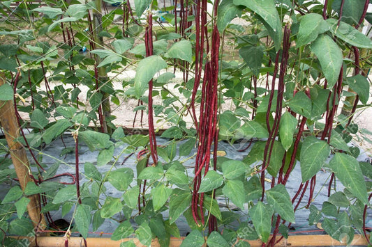 20 Authentic Red Yard Long Bean Seeds - Seed World