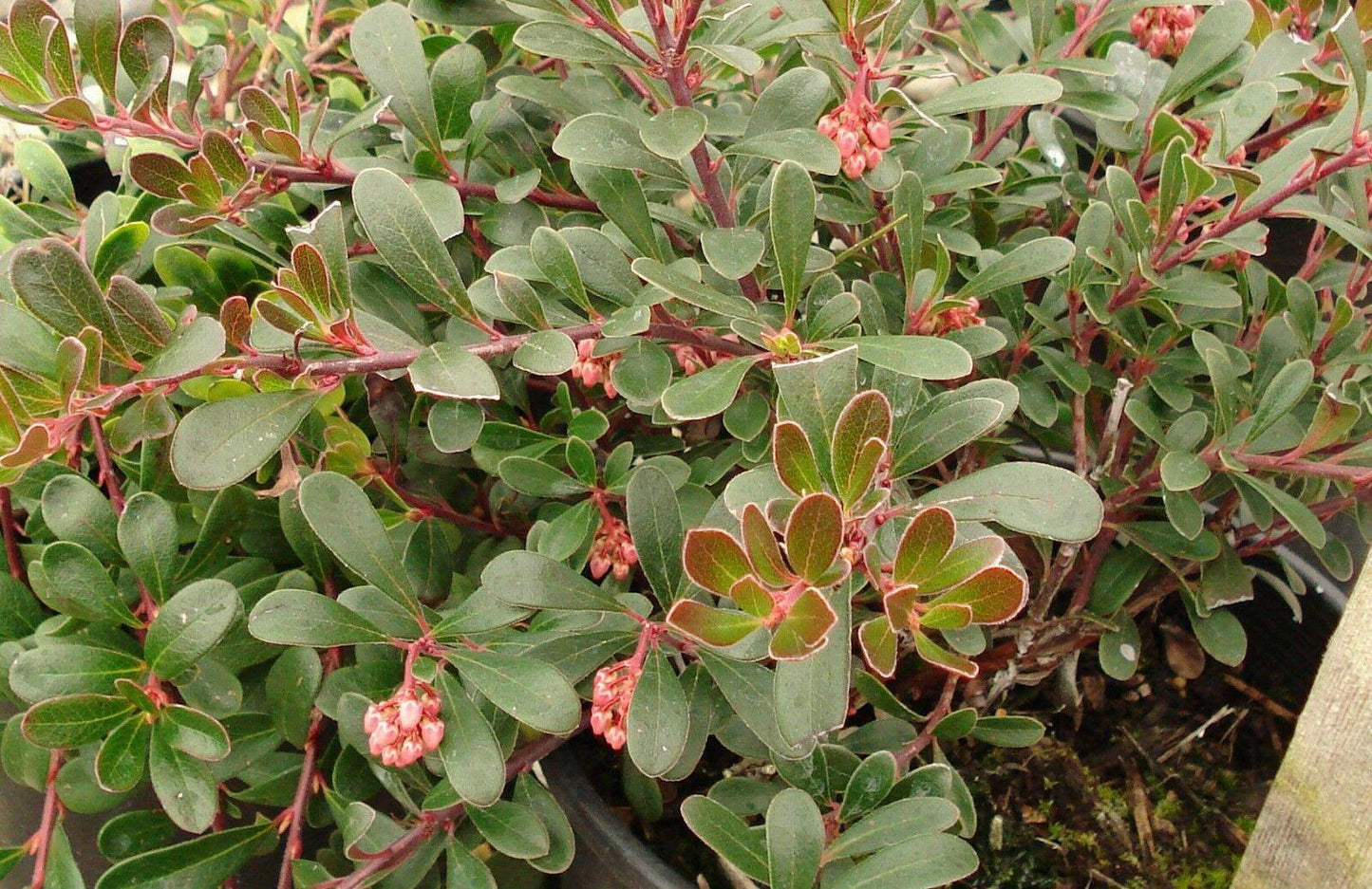 20 Bearberry - Arctostaphylos Uva-ursi Seeds - Seed World