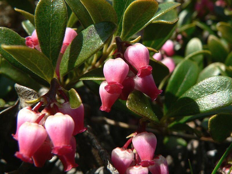 20 Bearberry - Arctostaphylos Uva-ursi Seeds - Seed World