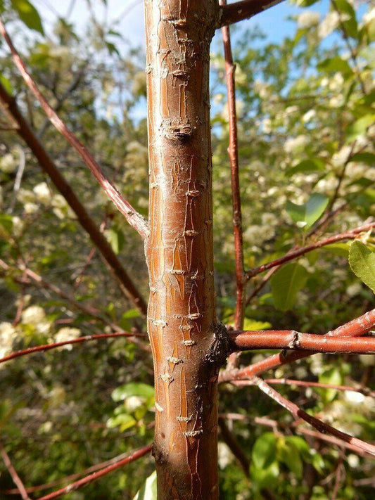 20 Bitter Cherry (Prunus Emarginata) Seeds - Seed World
