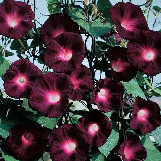 20 Black Knight Morning Glory Vine Seeds - Seed World