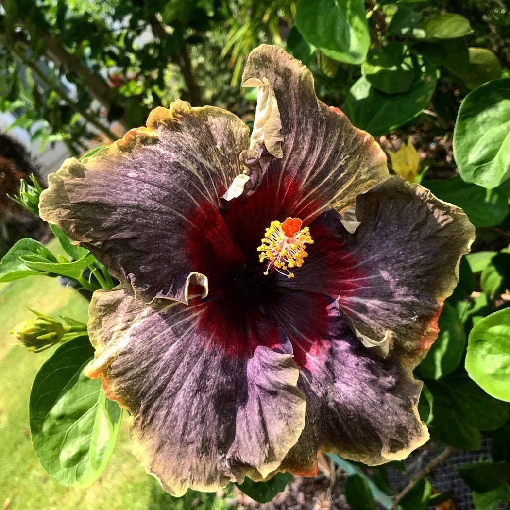 20 Black Pink Purple Hibiscus Seeds - Seed World