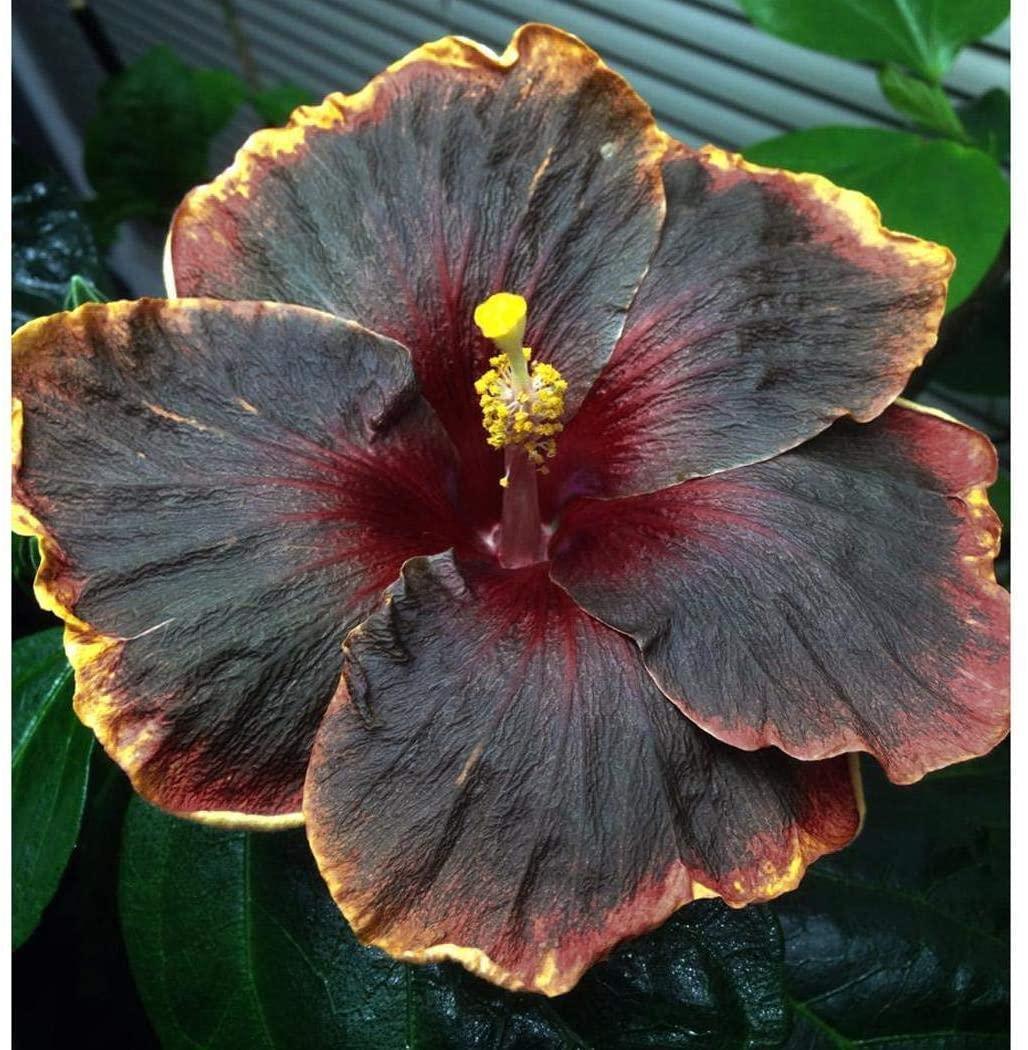 20 Black Pink Purple Hibiscus Seeds - Seed World