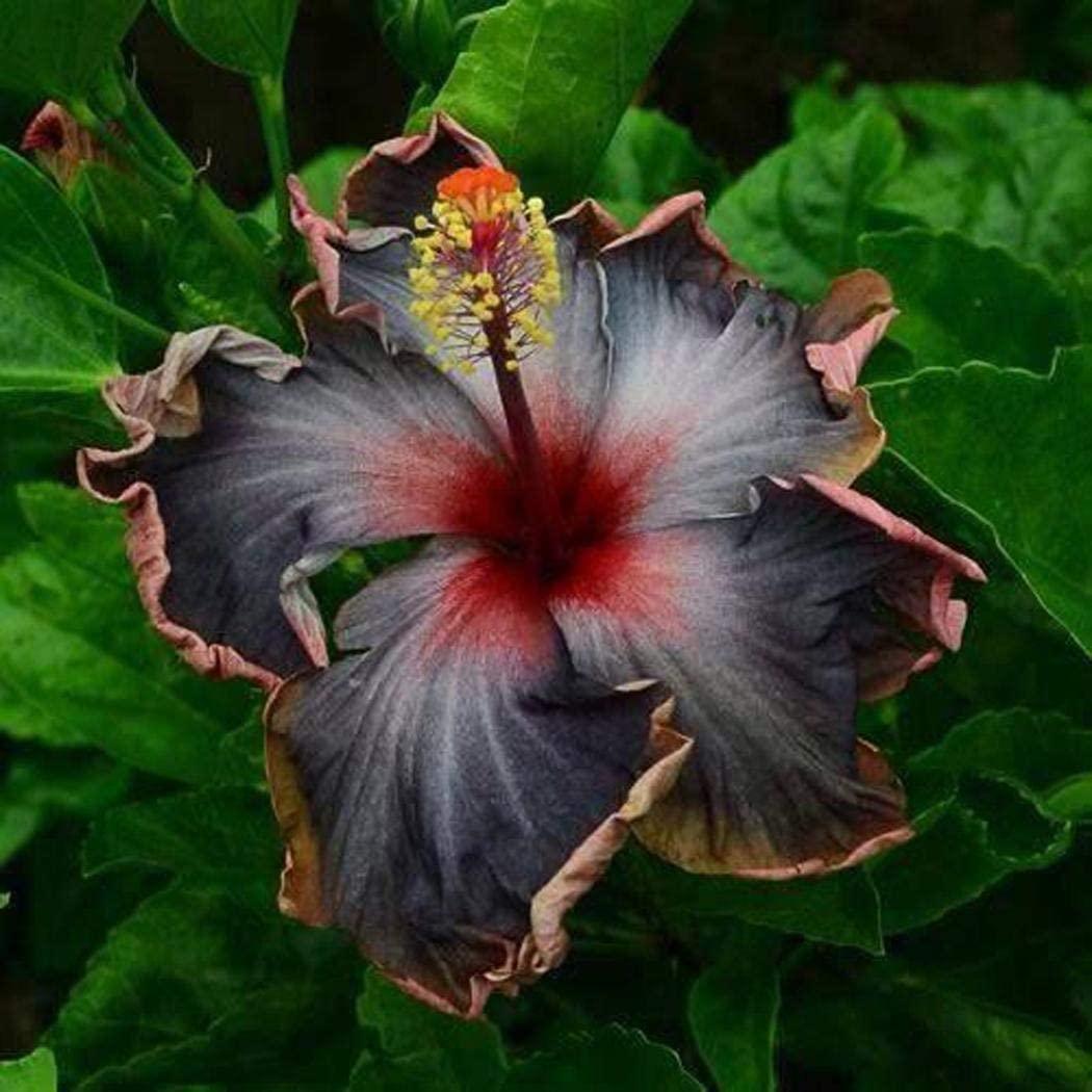 20 Black Pink Purple Hibiscus Seeds - Seed World