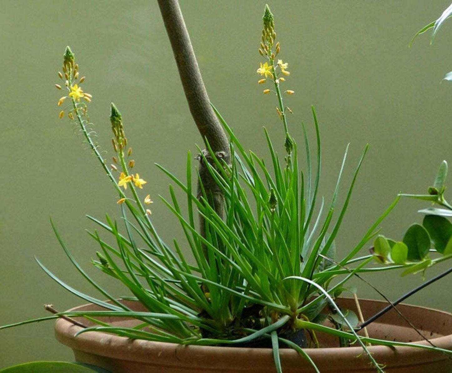 20 Bulbine Natalensis | Natal Red Root Seeds - Seed World