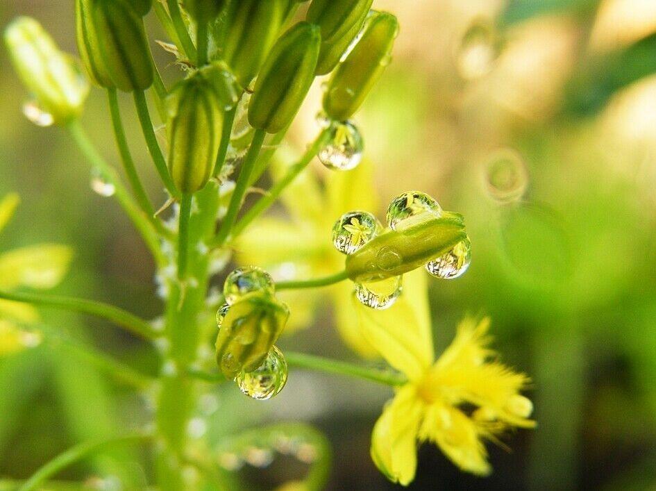 20 Bulbine Natalensis | Natal Red Root Seeds - Seed World