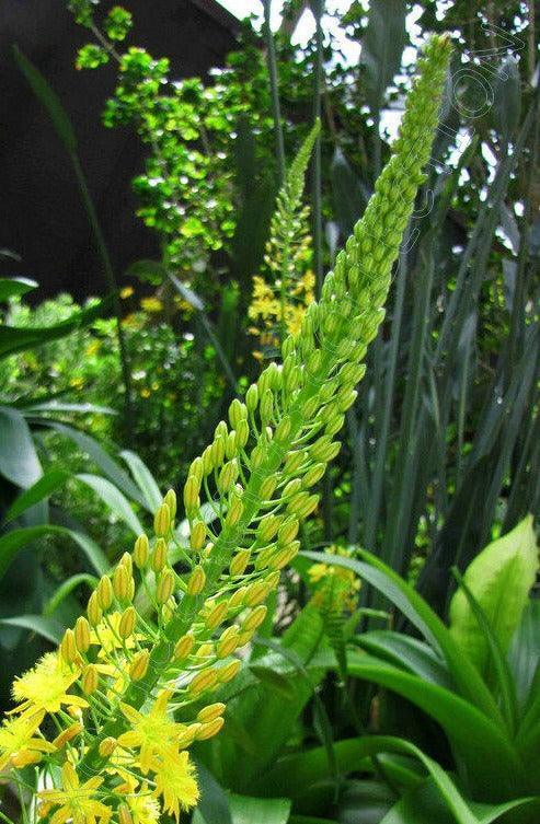 20 Bulbine Natalensis Seeds – Natal Red Root (Ornamental Succulent) - Seed World