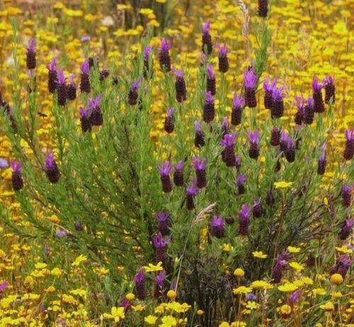 20 Butterfly Lavender Seeds - Seed World