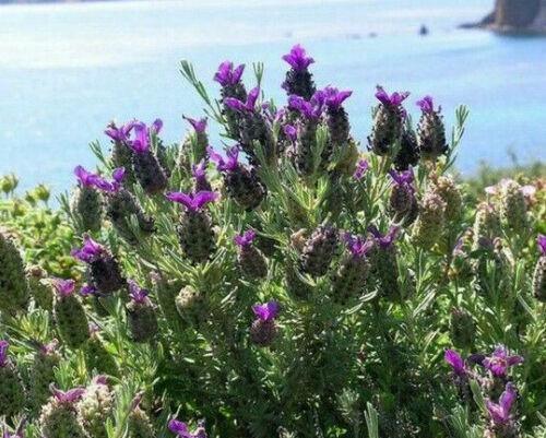 20 Butterfly Lavender Seeds - Seed World