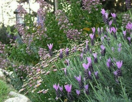 20 Butterfly Lavender Seeds - Seed World