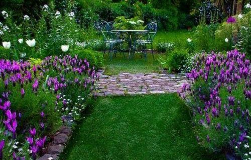 20 Butterfly Lavender Seeds - Seed World