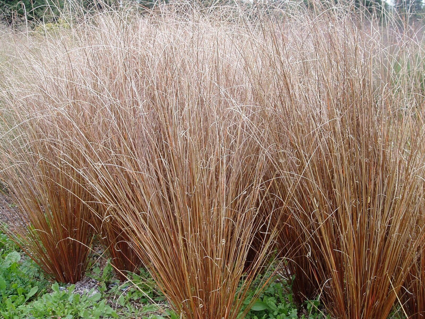 20 Carex Red Rooster Ornamental Grass Seeds - Seed World