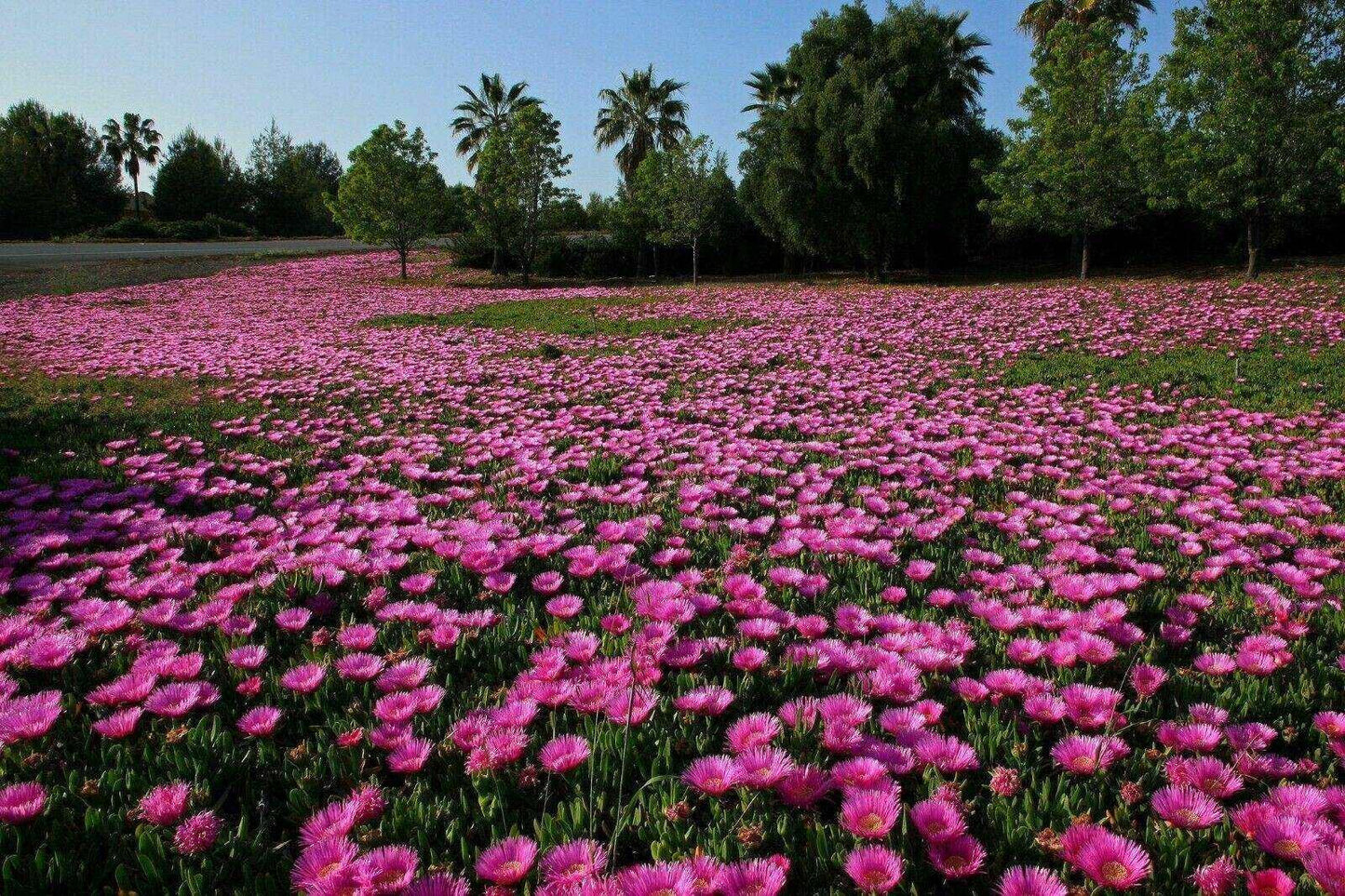 20 Carpobrotus Edulis - Rare Exotic Succulent Seeds - Seed World