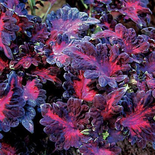20 Coleus Black Dragon Seeds - Seed World