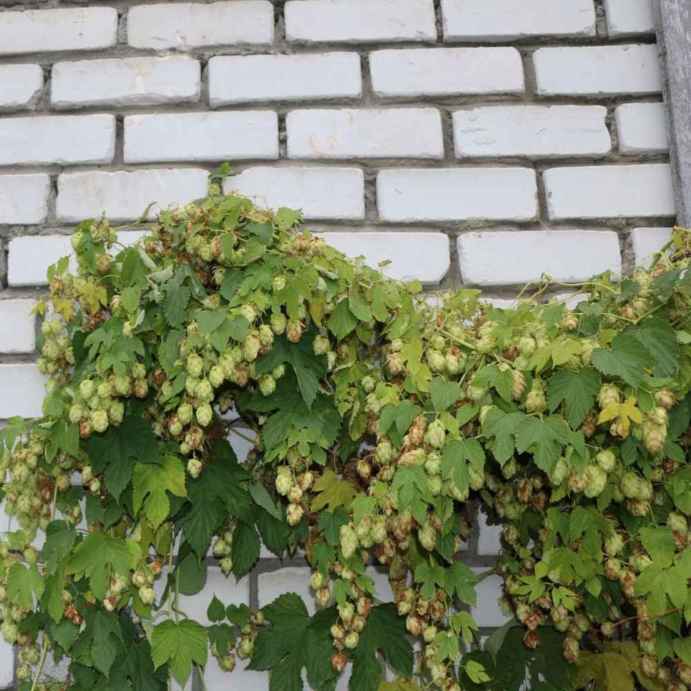 20 Common Hops Seeds - Seed World