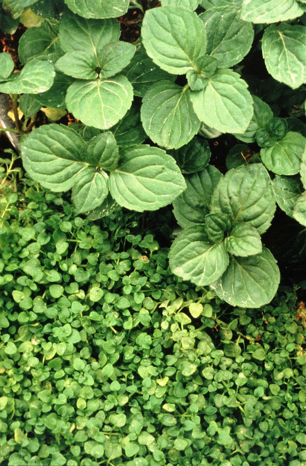 20 Corsican Mint Seeds - Seed World