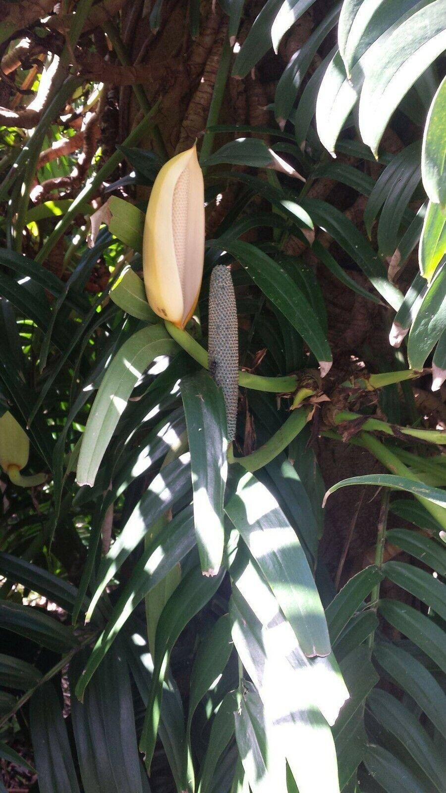 20 Creeping Philodendron | Rhaphidophora Decursiva Seeds - Seed World