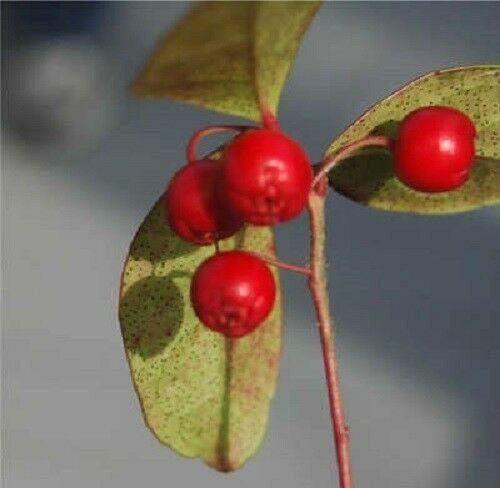 20 Creeping Wintergreen Seeds - Seed World