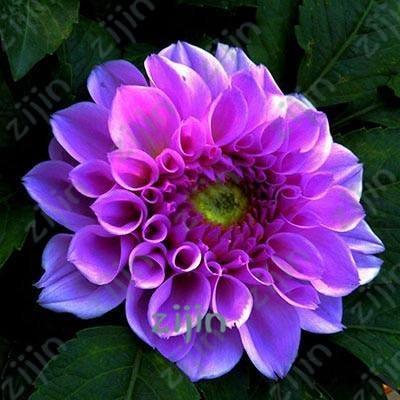 20 Dahlia Seeds - Seed World