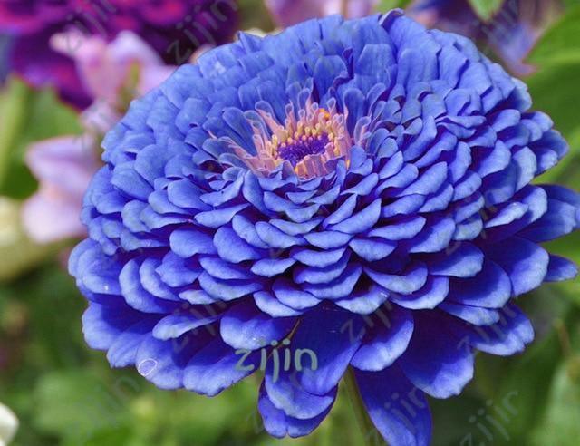 20 Dahlia Seeds - Seed World