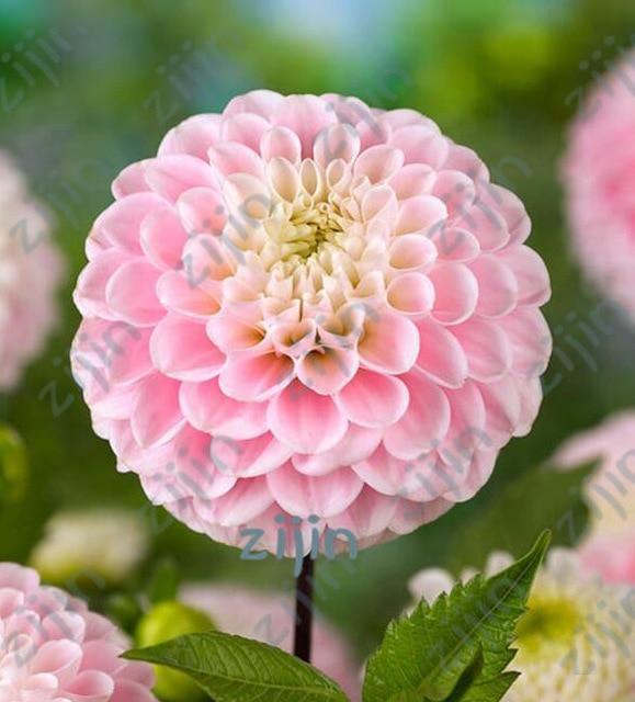 20 Dahlia Seeds - Seed World