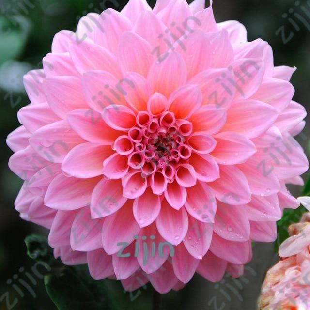 20 Dahlia Seeds - Seed World