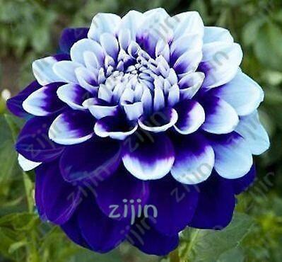 20 Dahlia Seeds - Seed World