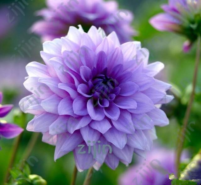 20 Dahlia Seeds - Seed World