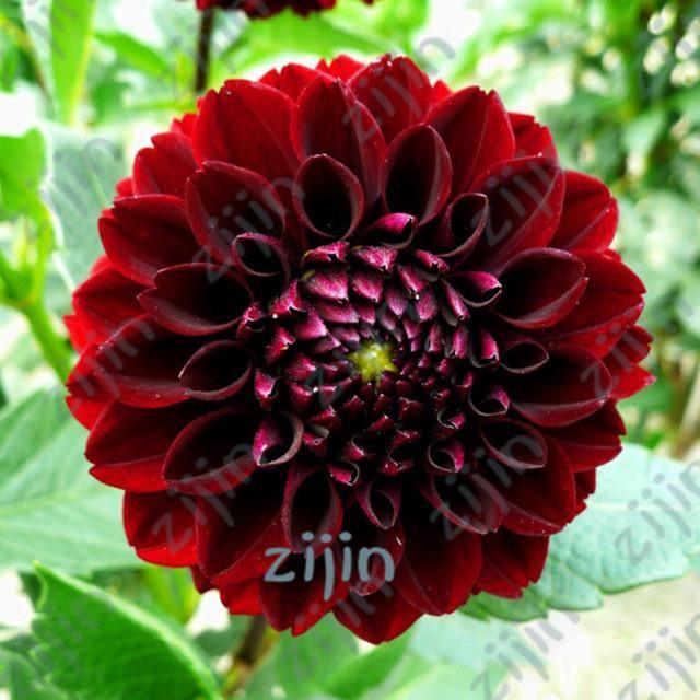 20 Dahlia Seeds - Seed World