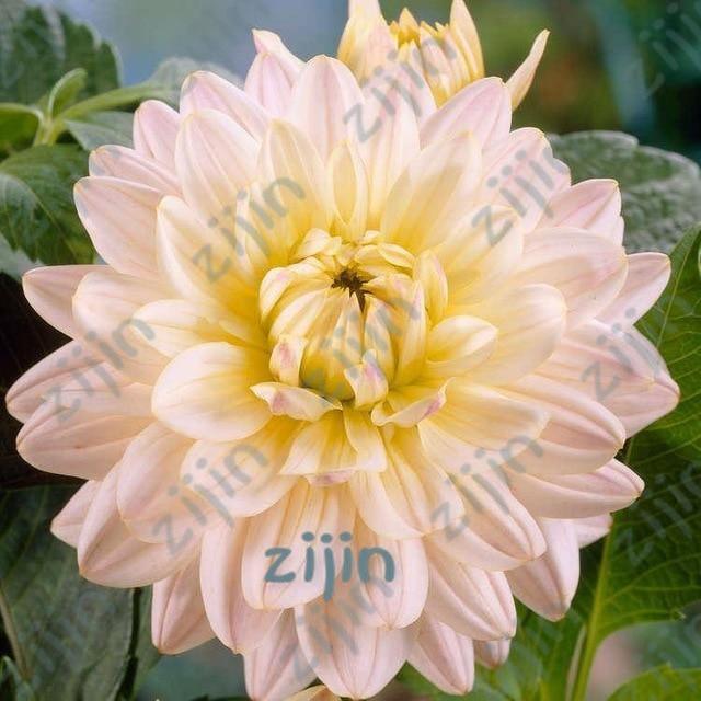 20 Dahlia Seeds - Seed World